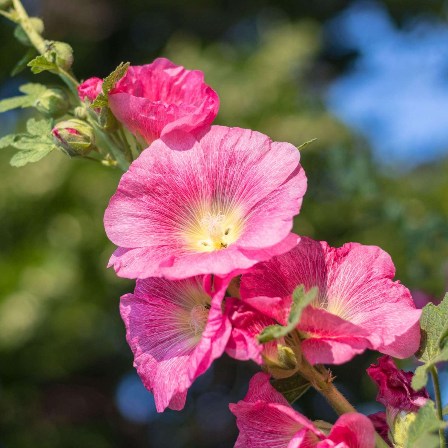 Stockrose ‘Red’
